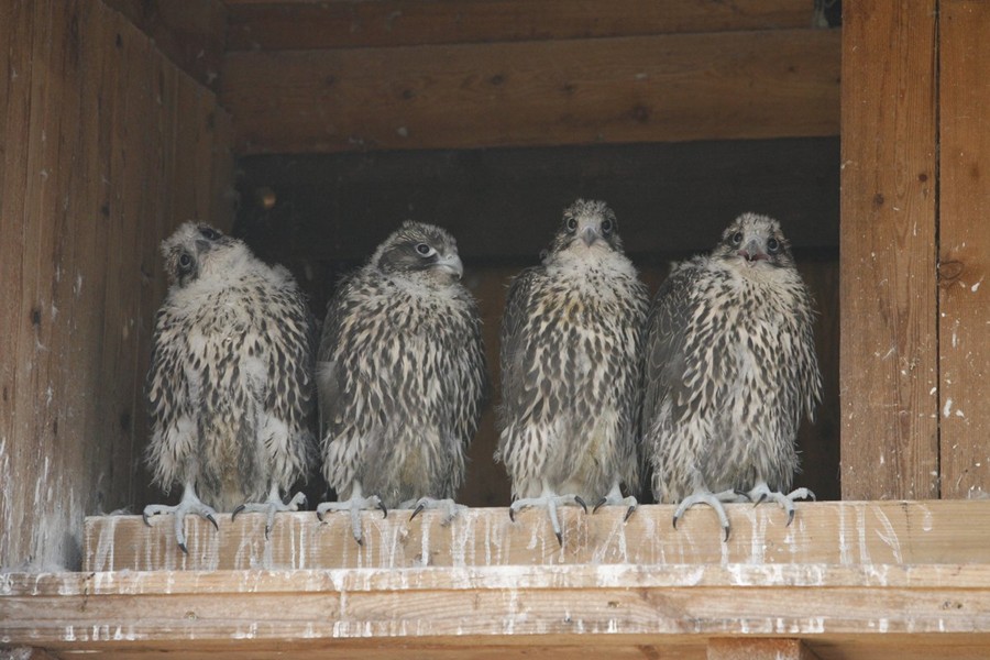 Fire unge jagtfalke. Foto: Frank Wenzel