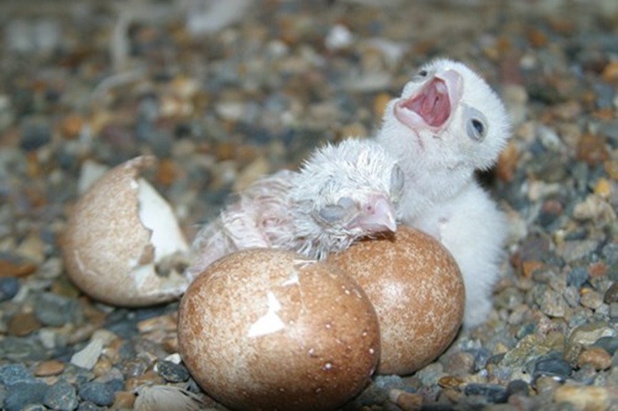 Falcon chicks hatching
