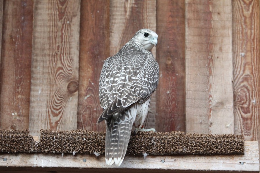 Young gyrfalcon